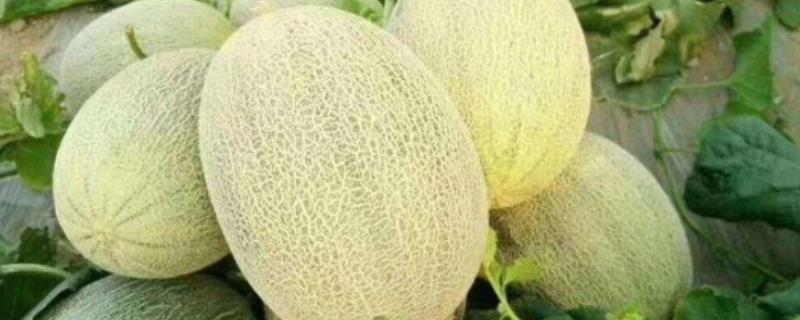 北方能种哈密瓜吗，北方也是可以种植的