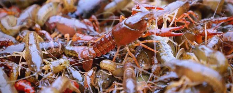 小龙虾烂尾病用哪种药，用二氧化氯消毒剂化水全池洒泼