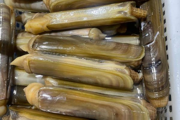 蛏子简介，是常见的食用型贝类