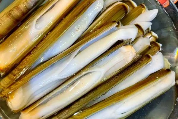 蛏子简介，是常见的食用型贝类