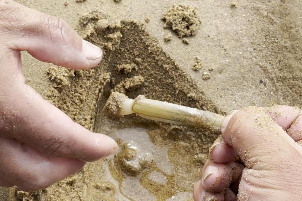 蛏子简介，是常见的食用型贝类