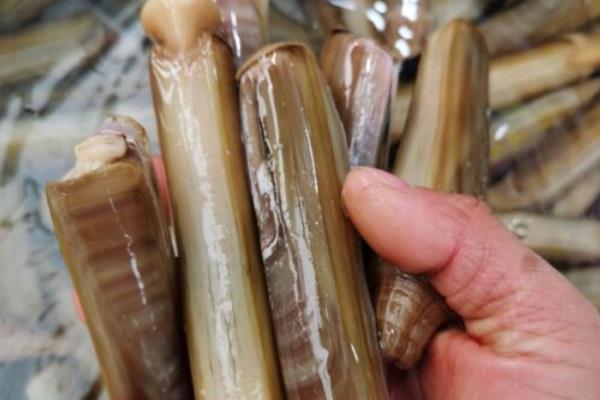 蛏子简介，是常见的食用型贝类