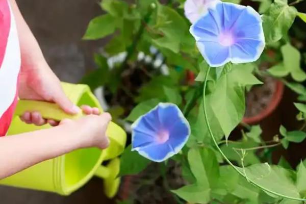 牵牛花的养殖方法，喜欢在湿润的基质中生长