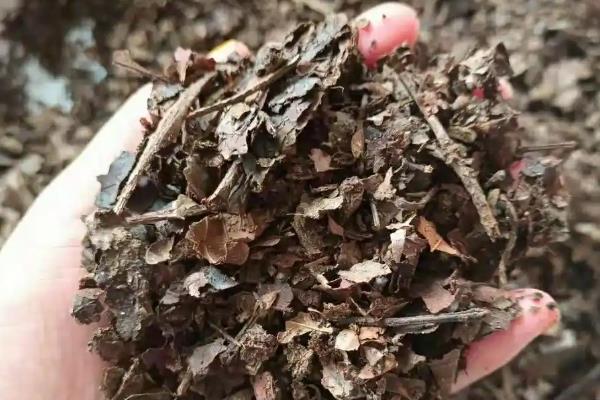 牵牛花的养殖方法，喜欢在湿润的基质中生长