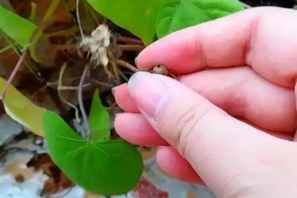 牵牛花的养殖方法，喜欢在湿润的基质中生长