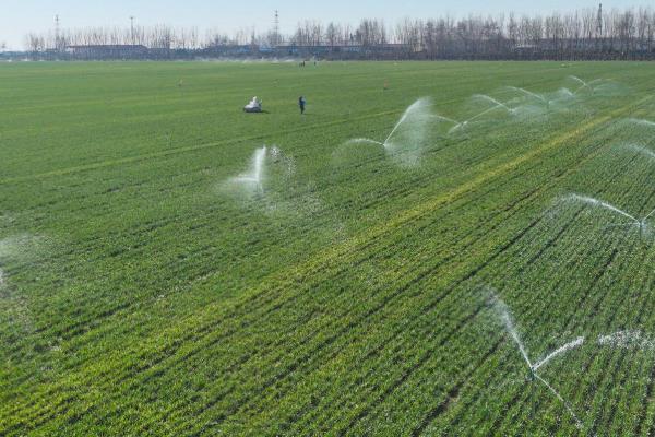 小麦播种过深怎么办,搂土可以降低播种深度