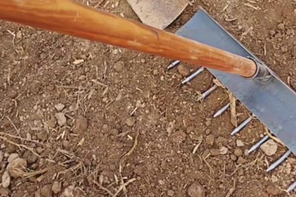 小麦播种过深怎么办,搂土可以降低播种深度