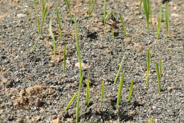 小麦播种过深怎么办,搂土可以降低播种深度