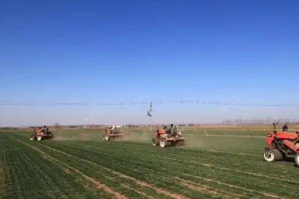 小麦播种过深怎么办,搂土可以降低播种深度