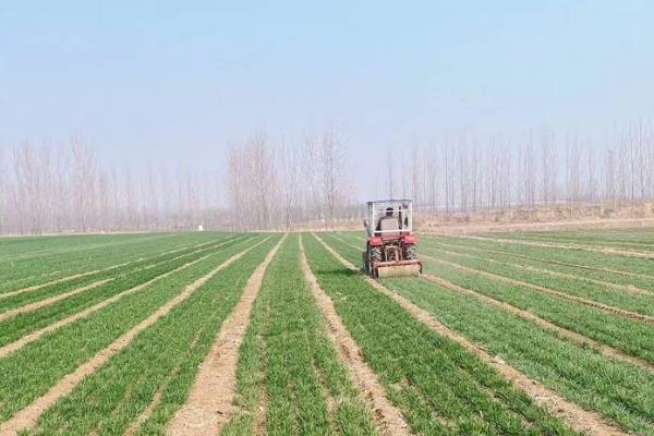 小麦播种过深怎么办,搂土可以降低播种深度