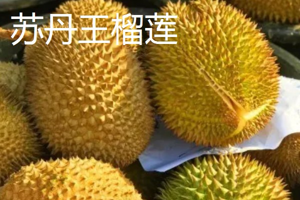 市面上常见的榴莲品种，有金枕榴莲、猫山王榴莲等