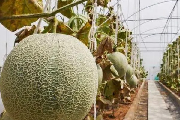 北方能种哈密瓜吗,北方也是可以种植的