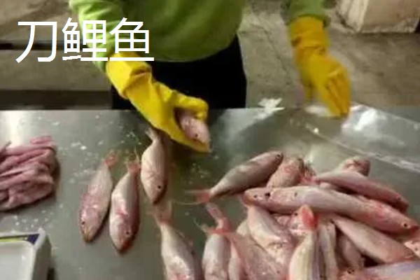 刀鲤鱼和红三鱼有什么区别，外形、味道、价格等方面不同
