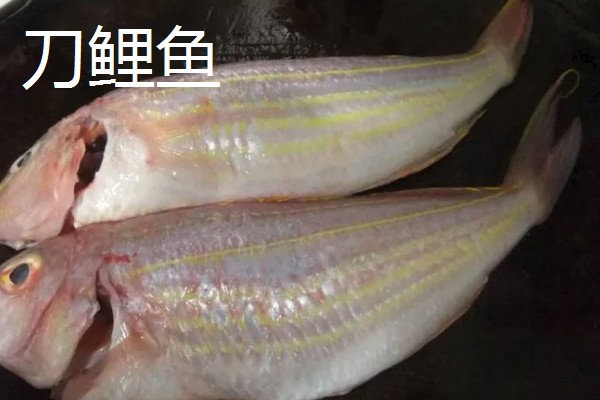 刀鲤鱼和红三鱼有什么区别，外形、味道、价格等方面不同