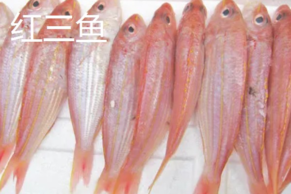 刀鲤鱼和红三鱼有什么区别，外形、味道、价格等方面不同