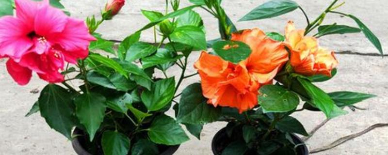 重瓣朱槿怎么养殖，喜欢光照充足环境