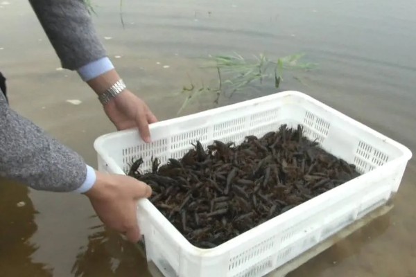 小龙虾烂尾病用哪种药，用二氧化氯消毒剂化水全池洒泼