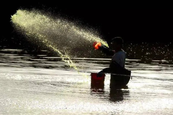小龙虾烂尾病用哪种药，用二氧化氯消毒剂化水全池洒泼
