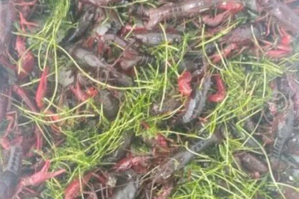 小龙虾烂尾病用哪种药，用二氧化氯消毒剂化水全池洒泼