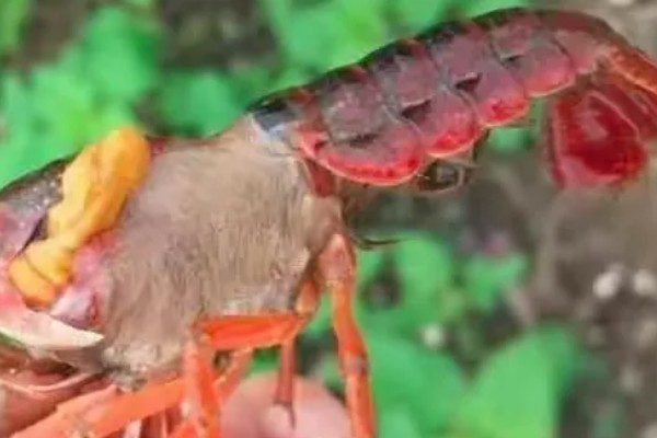 小龙虾烂尾病用哪种药，用二氧化氯消毒剂化水全池洒泼