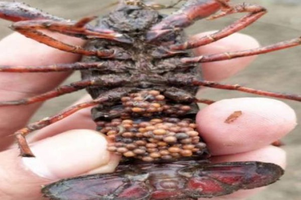 小龙虾烂尾病用哪种药，用二氧化氯消毒剂化水全池洒泼