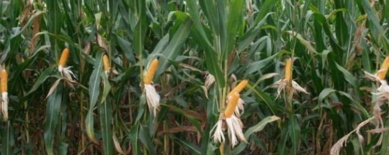 蠡玉18玉米种的特征特性，生育期为104天左右