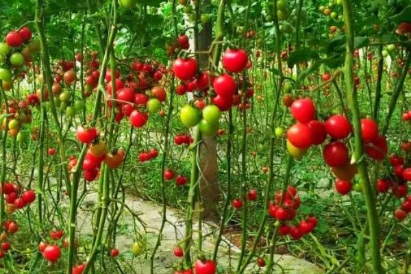 圣女果的生长要求，种子发芽最佳温度为25-30℃