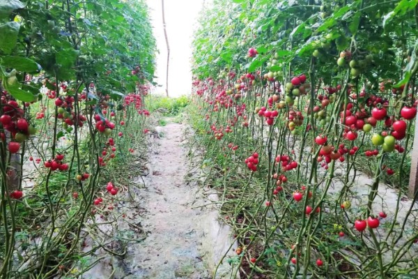 圣女果的生长要求，种子发芽最佳温度为25-30℃
