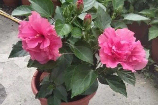 重瓣朱槿怎么养殖，喜欢光照充足环境