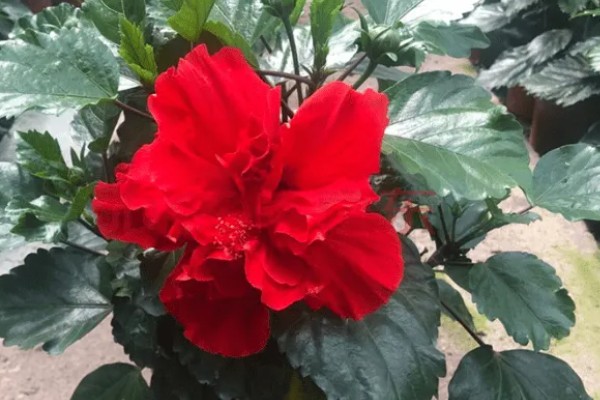 重瓣朱槿怎么养殖，喜欢光照充足环境