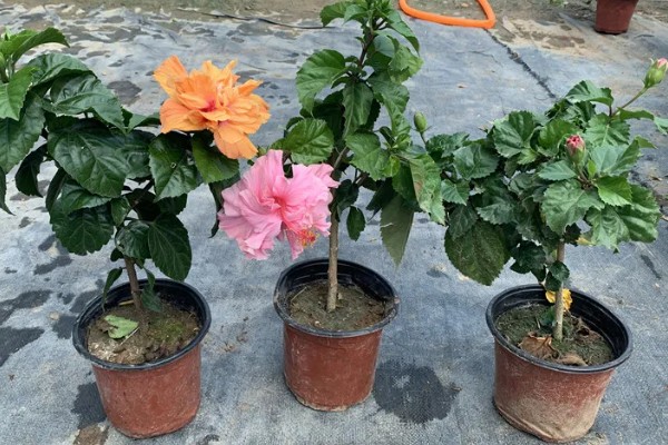 重瓣朱槿怎么养殖，喜欢光照充足环境