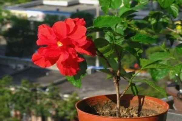 重瓣朱槿怎么养殖，喜欢光照充足环境