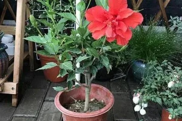 重瓣朱槿怎么养殖，喜欢光照充足环境