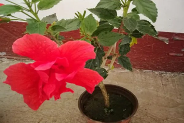 重瓣朱槿怎么养殖，喜欢光照充足环境