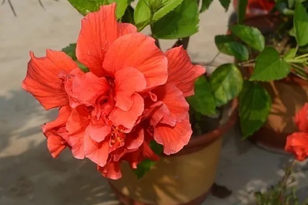 重瓣朱槿怎么养殖，喜欢光照充足环境