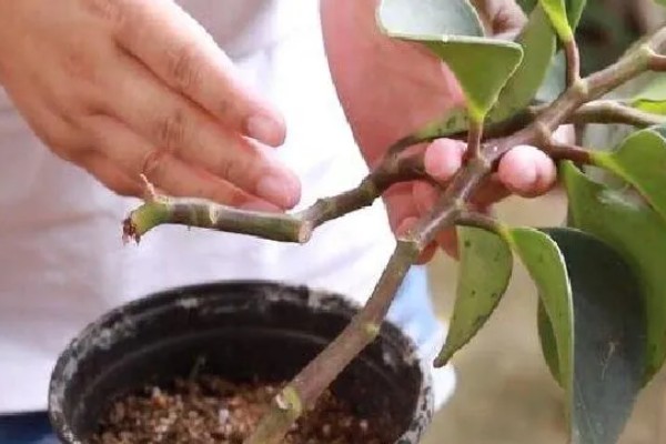 怎么养圆叶椒草，掌握不干不浇浇则浇透的原则