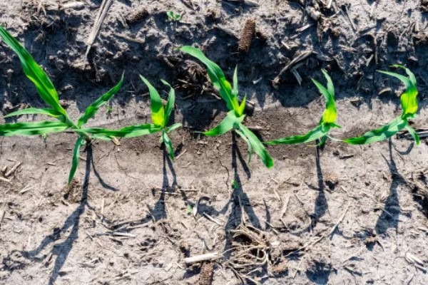 蠡玉18玉米种的特征特性,生育期为104天左右