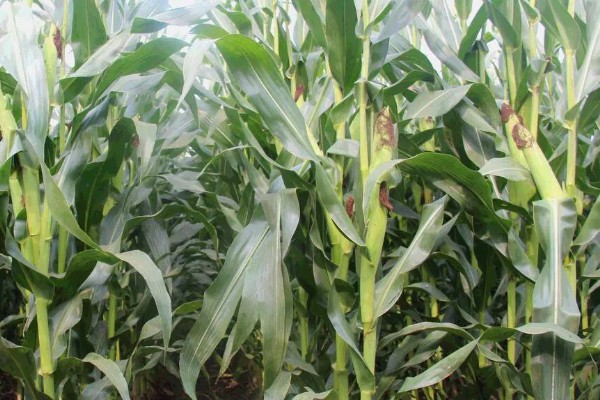 蠡玉18玉米种的特征特性,生育期为104天左右