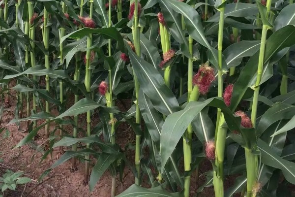 蠡玉18玉米种的特征特性,生育期为104天左右