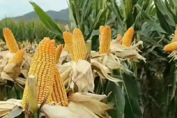 蠡玉18玉米种的特征特性,生育期为104天左右