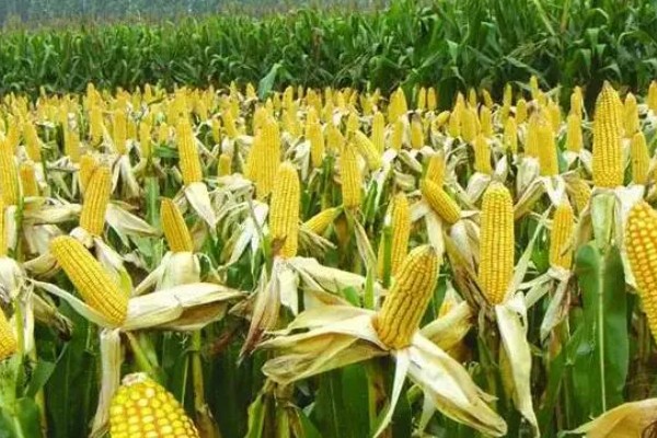 蠡玉18玉米种的特征特性,生育期为104天左右