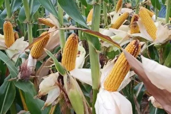 蠡玉18玉米种的特征特性,生育期为104天左右