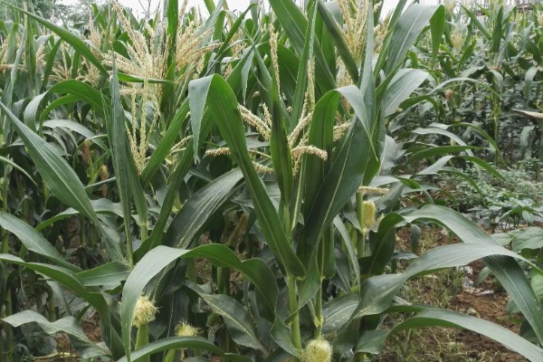 蠡玉18玉米种的特征特性,生育期为104天左右