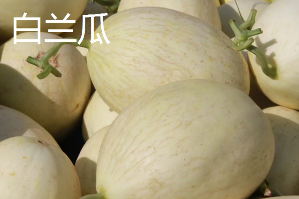 甜瓜有什么品种,伊丽莎白瓜、羊角蜜等品种很常见