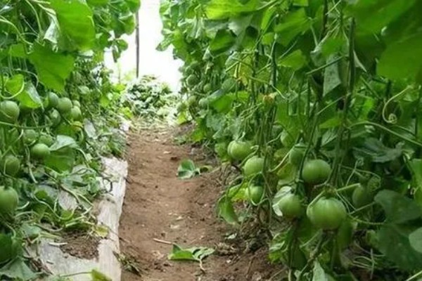 甜瓜有什么品种,伊丽莎白瓜、羊角蜜等品种很常见