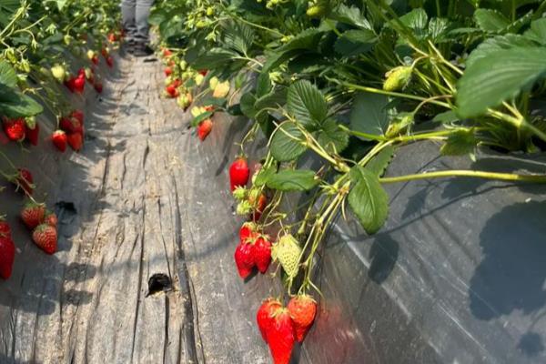 草莓种植多久能收获，需要3个月左右的时间