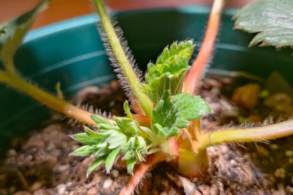 草莓种植多久能收获，需要3个月左右的时间