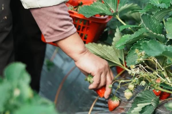 草莓种植多久能收获，需要3个月左右的时间