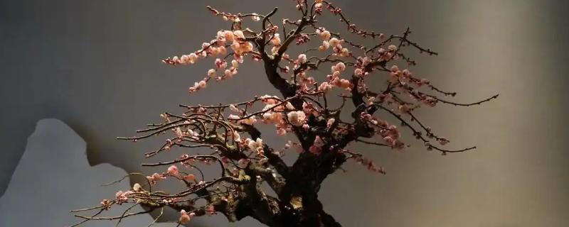 为什么梅花不能在家养，家里光照不足
