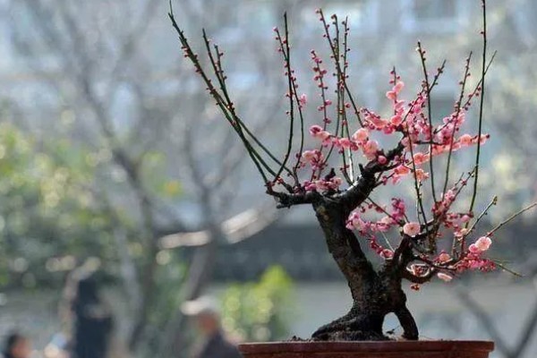 为什么梅花不能在家养,家里光照不足
